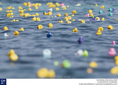 Amollada d'ànneres 2025